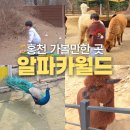 이리온누리교회경로식당 | 홍천 가볼만한 곳 알파카월드 강원도 여행지 추천
