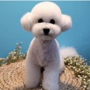 멍블멍블 이미지