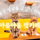야옹야옹