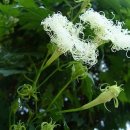 하늘타리 이미지