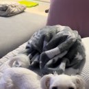 트레벨애견미용 이미지