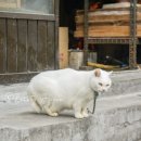 시키카츠 이미지