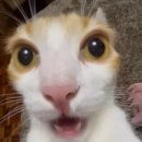 이치우 | 2025년 제2회 JLPT N3 합격 후기