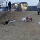 코오롱애견 이미지