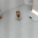 내사랑 강아지 이미지