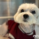서울동물의료센터 이미지