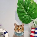 러브펫살롱 이미지