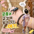 장수휴게매점 | 여주곤충박물관 여주 여행 아이랑 장수풍뎅이 사슴벌레 체험 신나요