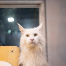 메인쿤 하우스 이미지