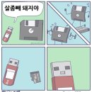 돼지야돼지야