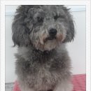 심쿵하개 이미지