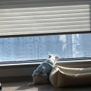 댕글벙글 이미지