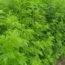 증산-015 이미지