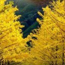 일렁이는 이미지