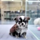 플레이독 파주본점 | 플레이독파주본점 방문 후기 파주애견분양 플레이독이 믿음 가는 이유