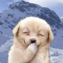 폼잡는개 이미지