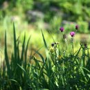 엉겅퀴 Cirsium japonicum Fisch. ex DC. var. maackii (Maxim.) Matsum. 이미지