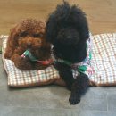 밴스동물병원 이미지