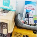 펫퍼스트 24시 강아지분양고양이분양 용인점 이미지