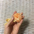 시온약품 이미지