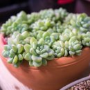 청수정가든 이미지