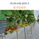 건이농장 | 인천 아이와 실내 가볼만한곳 딸기의하루 예약 주차 가격 체험 후기