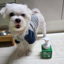 멍뭉펫 | 산책필수템! 다이소입점 헬로마이펫 강아지발세정제 멍뭉발세정제 후기