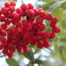 신체의 열매 이미지