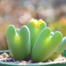우리;꽃 이미지