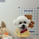 몽이 애견샵 이미지