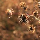 도깨비풀 이미지