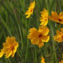 대산골프존 이미지