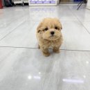 광주045 | 광주강아지무료분양 다양한 외모 모색 말티푸