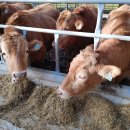 송아지농장 이미지