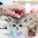 강남고양이분양 스타돌스 이미지