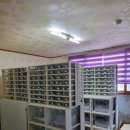 라피스게코 이미지