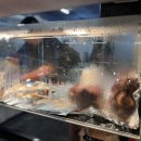 1군족발
