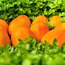 대봉사슴 이미지