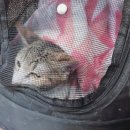 혜인종합 동물병원 이미지