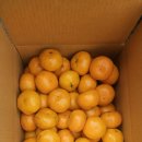 효돈감귤 직거래 이미지