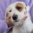 이산동물의료센터 이미지