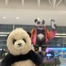 고산민박 | [청두여행] 목월청람 민박 숙박, 택시 예약, 선수핑 입장권 구매 후기