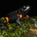 개구리반점 이미지