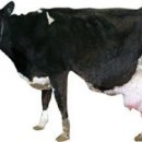 현웅목장 이미지