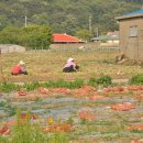 완도읍-5 이미지