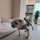 포근하개 | 여수 애견 유치원 추천, 여수 애견호텔 &#39;포근하개&#39; 후기 !!