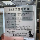 고양이카페38.5 | 남양주 별내 고양이카페 38.5 방문후기 (완전 비추)