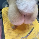 내 강아지 미용실 이미지