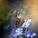 희수네숯불갈비 이미지