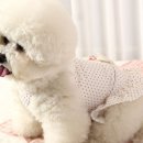 퍼피홀릭 이미지